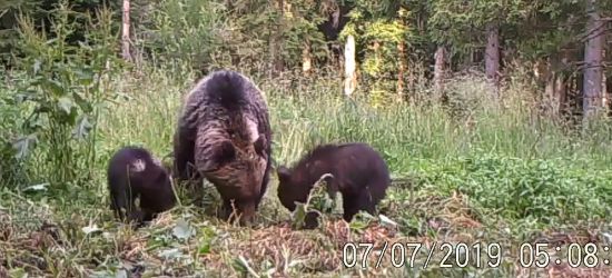 Niedźwiedzice chętnie przyprowadzają młode w takie miejsca (VIDEO)