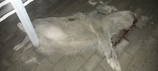 SANOK: Dwa dziki potrącone na obwodnicy (FOTO)