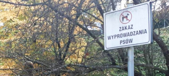 Tabliczka „Zakaz wyprowadzania psów”. Czy to zgodne z prawem?
