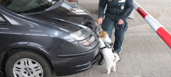 Nowa czworonożna funkcjonariuszka w podkarpackiej KAS. Honi rozpoczęła służbę na granicy! (FOTO)