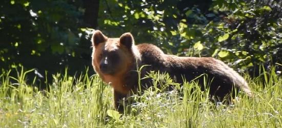 BIESZCZADY: Kiedy na leśnej drodze spotyka się niedźwiedzia (VIDEO)