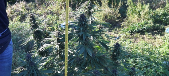 Zlikwidowana uprawa konopi. 29 krzewów. Prawie 10 kg ściętego ziela (ZDJĘCIA)