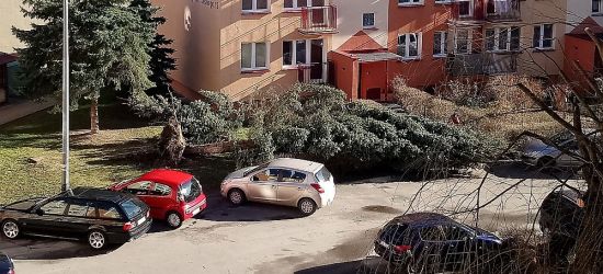 SILNE WIATRY: Powalone drzewa, zerwane reklamy, brak prądu (FOTO)