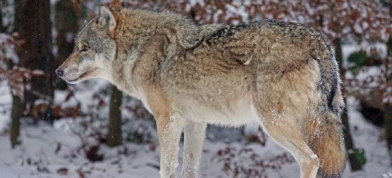 LISZNA: Ataki wilków. Kolejny zagryziony pies. „Boimy się o dzieci” (FOTO)