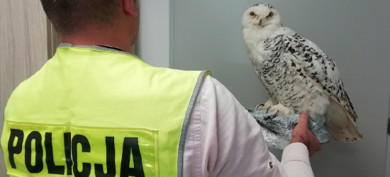 REGION: Sprzedawał wypchane gatunki ptaków ściśle chronionych (FOTO)
