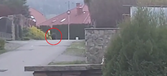 Niedźwiedź w Bykowcach. Szedł w stronę przystanku (VIDEO)