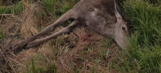 Znów zagryziona łania obok tego samego przedszkola! (FOTO 18+)