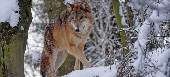 BIESZCZADY: Skrajne opinie o wilkach. Strzelać czy chronić?