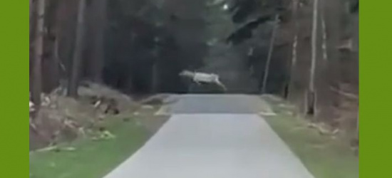 Wyjątkowy okaz w podkarpackich lasach (VIDEO)
