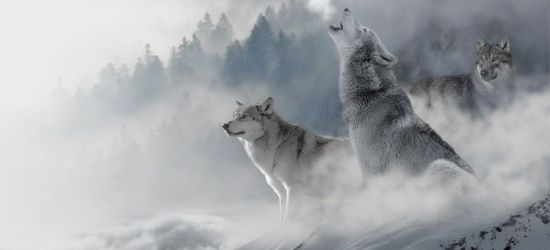 Trwa odstrzał wilków na Słowacji. Ekolodzy z Polski protestują
