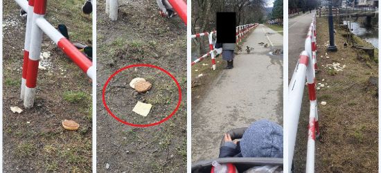 SANOK: Kaczki dokarmiane hamburgerami? (ZDJĘCIA)