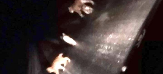Rysia mama i dzikie kotki. Wieczorową porą w Mucznem