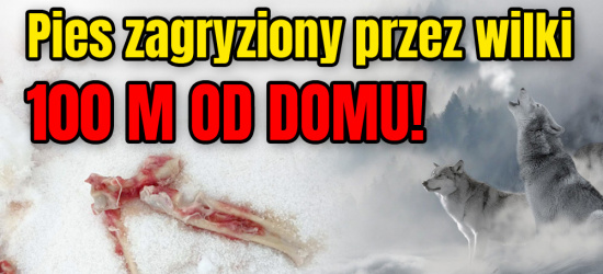 DUDYŃCE. Wilki znów zaatakowały. Pies zagryziony 100 m od domu (ZDJĘCIA)