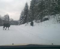 Żubry na drodze do Mucznego. ,,Nigdy nie wiemy, jak zachowa się dziki zwierz” (WYWIAD, ZDJĘCIA)