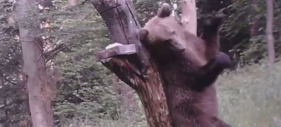BIESZCZADY: Tańczący niedźwiedź? Nie, on tylko drapie się po plecach (VIDEO)