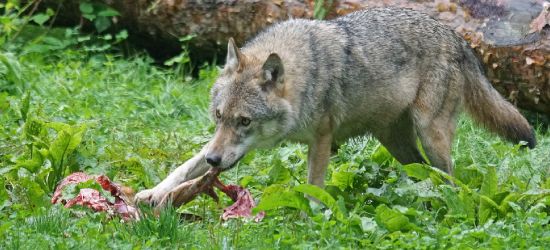Znaleziono szczątki psa. Zagryzły go wilki? (DRASTYCZNE FOTO)