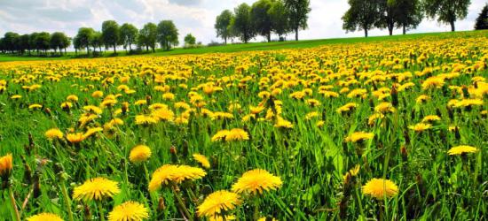 BIESZCZADY24.PL: Weekend w Sanoku i w regionie! Zobacz imprezowy rozkład jazdy