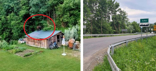 Niedźwiedź przestraszył rowerzystów w Załużu! W Bystrem wszedł na dach (ZDJĘCIA)