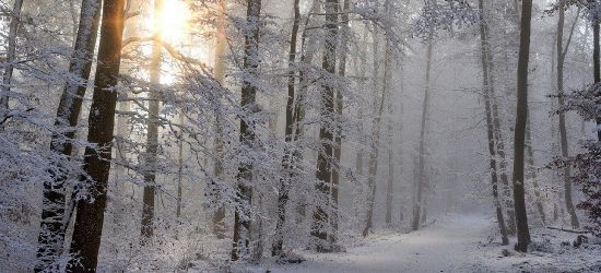 Poszukiwania 15-latka w Bieszczadach. Chłopiec odnaleziony w lesie