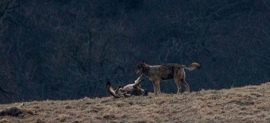 BIESZCZADY: Wataha po sytym posiłku o wschodzie słońca (ZDJĘCIA)
