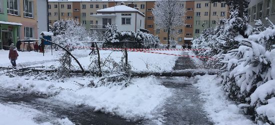 SANOK. Obok szkoły i przedszkola runęło ogromne drzewo (VIDEO, ZDJĘCIA)