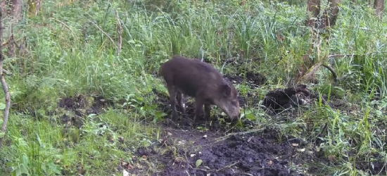 Odważny dzik bez jednej kończyny stanął oko w oko z wilkami (VIDEO)
