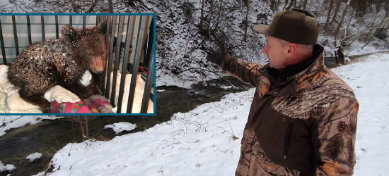 BIESZCZADY: Wycieńczony i schorowany niedźwiadek. Dlaczego go odłowiono? (VIDEO)