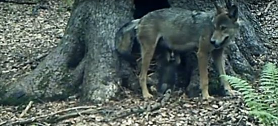 Raz dom dla niedźwiedzi. Innym razem dla wilków (VIDEO)
