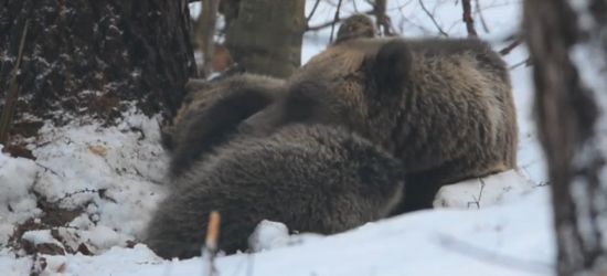 BIESZCZADY: Niedźwiedzie zapadają w zimowy sen. Zobaczcie VIDEO