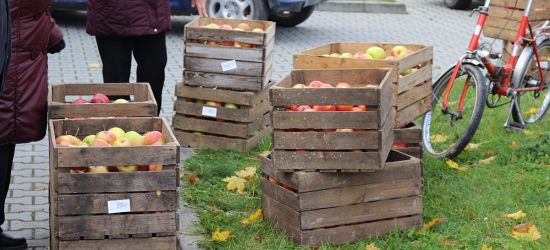 SANOK / CZWARTEK: Darmowe jabłka dla mieszkańców