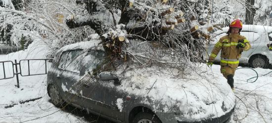 SANOK: Na samochód spadło drzewo! (VIDEO, ZDJĘCIA)
