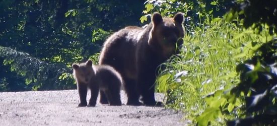 Bieszczadzkie niedźwiedzie i niedźwiadki (VIDEO)