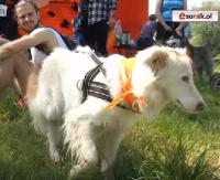SOBOTA: W Sanoku pojawi się kilkuset miłośników dogtrekkingu. Startują mistrzostwa Polski! (FILM)