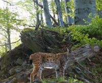 BIESZCZADY: Dostojny, bieszczadzki kot. Oto ryś (VIDEO)