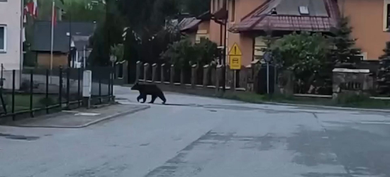Poranna wizyta niedźwiedzia pod remizą OSP w Baligrodzie (VIDEO)