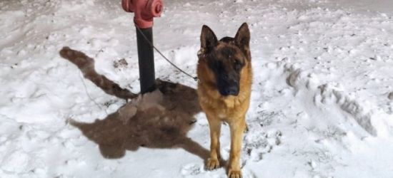 PODKARPACIE: Błąkającego się psa przywiązał do hydrantu (ZDJĘCIE)