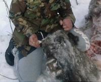 BIESZCZADY: Rozszarpany żubr. Zwierzę najprawdopodobniej padło ofiarą wilka (ZDJĘCIA +18)
