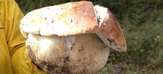 SANOK. Prawdziwek ważący 1,2 kg! Trwa wysyp grzybów (ZDJĘCIA)