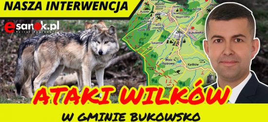 Wilki zagryzły osiem psów. Wchodzą na posesje (DRASTYCZNE ZDJĘCIA)