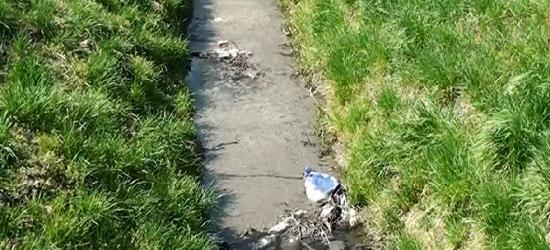 Czy sanoczanie piją ścieki z potoku Kiczury? Sprawca od lat nieznany! (FILM)