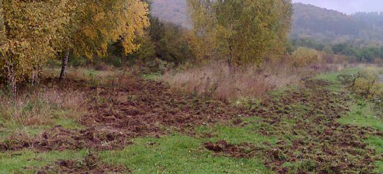 Dziki opanowały sanockie stawy? (ZDJĘCIA)