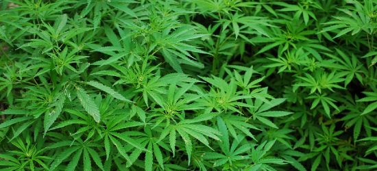 Ukryli plantację konopi w polu kukurydzy! 11 kg narkotyków