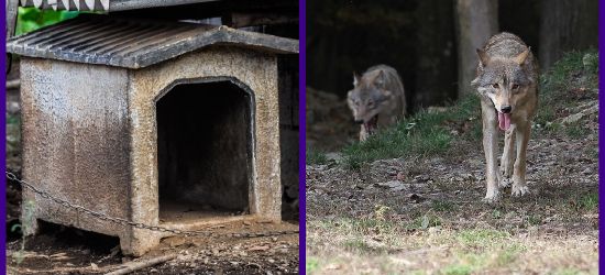 ATAKI WILKÓW. W ciągu 8 miesięcy „zniknęło” 30 psów!