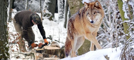 Wilki zaatakowały drwali! Odganiali je ryczącymi piłami (VIDEO)