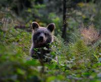 BIESZCZADY: Uwaga na niedźwiedzie! Spotkanie oko w oko grozi niebezpieczeństwem