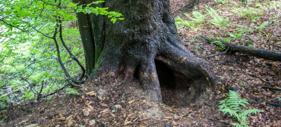 Oświadczenie aktywistów po ataku niedźwiedzia w Bieszczadach