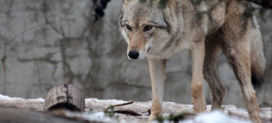 PODKARPACIE: Przerażona wybiegła ze stodoły. Na sianie leżał… wilk!
