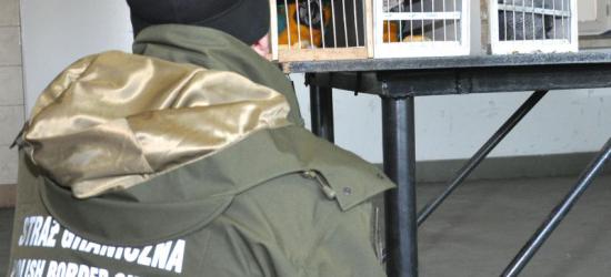 Na podkarpackiej granicy z Ukrainą zatrzymano osiem papug zagrożonych wyginięciem (ZDJĘCIA)