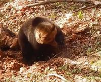 BIESZCZADY: Niedźwiedź poluje na nornicę. Kto zwycięży w tej konfrontacji? (FILM)
