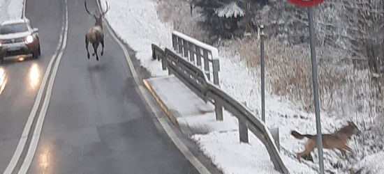 BIESZCZADY. Zwierzyna leśna biega po drogach! Jeleń uciekał przed wilkami (ZDJĘCIE)